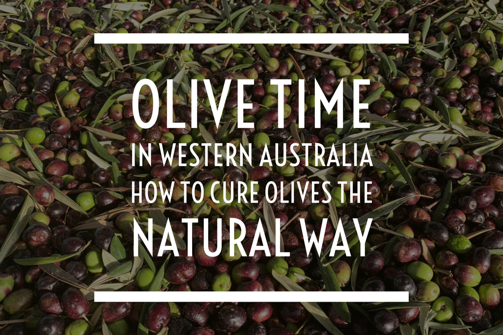 Olive Time in Western Australia