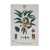 Maxwell & Williams Royal Botanic Gardens Victoria - Botanic Tea Towel